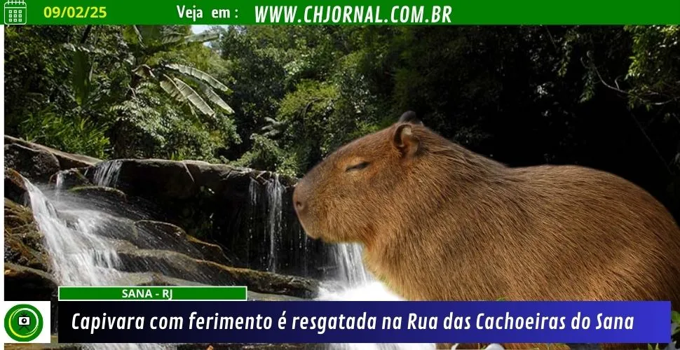 Capivara com ferimento é resgatada na Rua das Cachoeiras do Sana