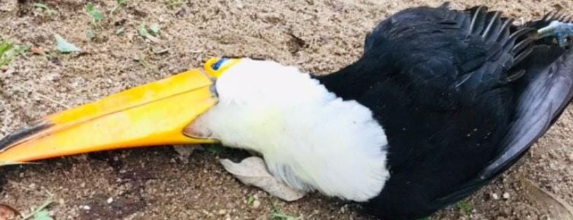 Tucano morre eletrocutado, veja o motivo